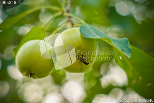 Image of two green apples