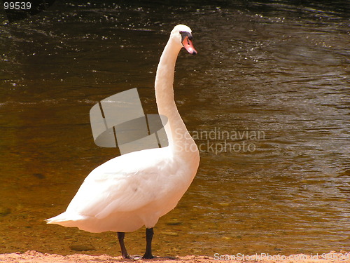 Image of Swan