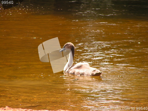 Image of Grey swan