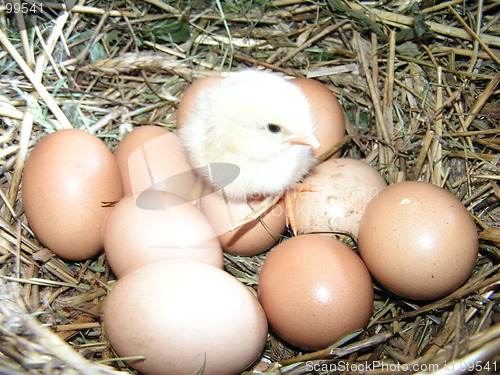 Image of To roll out of egg