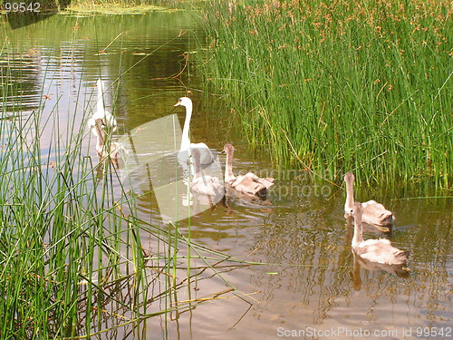 Image of Swan family