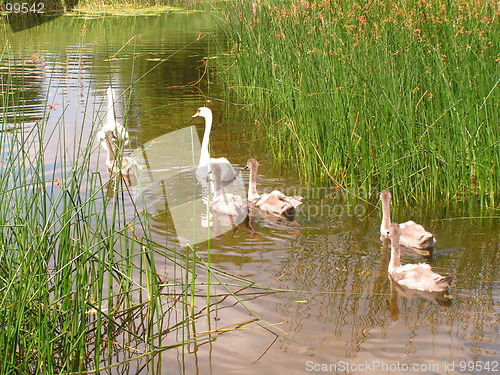 Image of Swan family