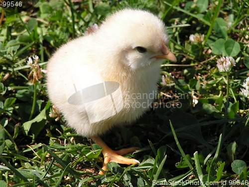 Image of chicken