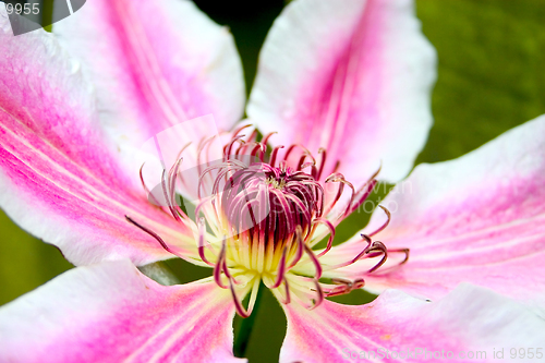 Image of Clematis