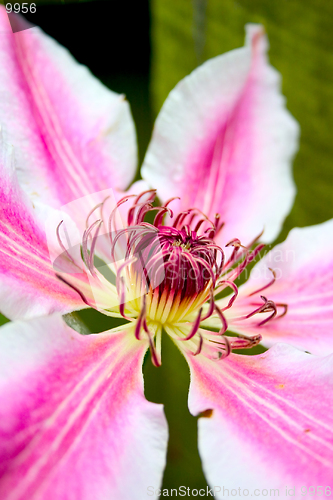 Image of Clematis 3