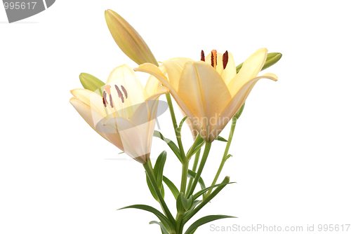 Image of Yellow lilies