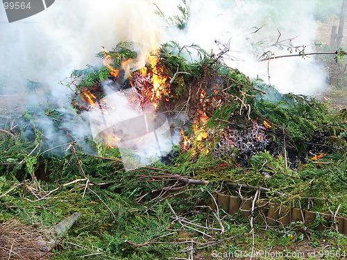 Image of burning bush