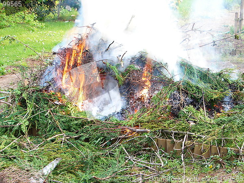 Image of burning bush