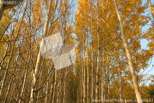 Image of Autumn Trees