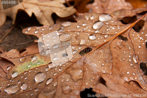 Image of Leaves