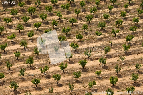 Image of Plantation