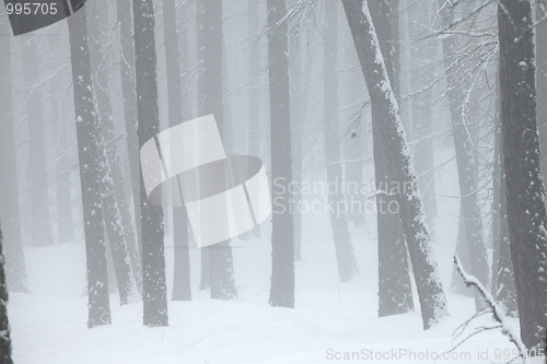 Image of Winter fog