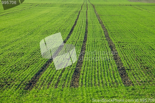 Image of Plants