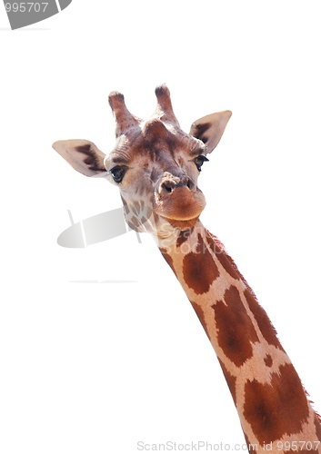Image of Giraffe
