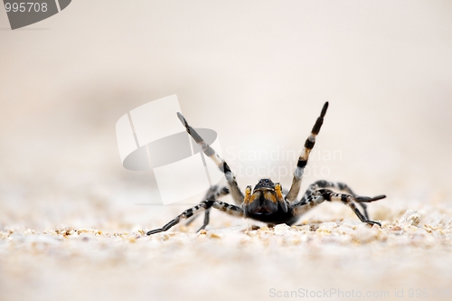 Image of Spider