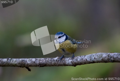 Image of Blue tit