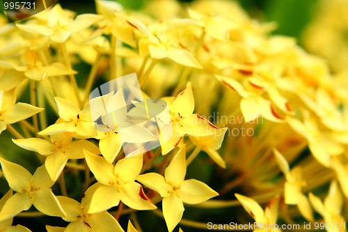 Image of yellow flower 