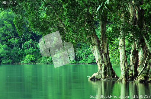 Image of Green forest 