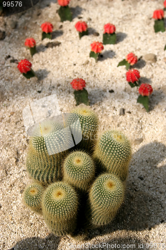 Image of Cactus