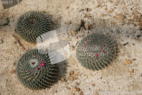 Image of Cactus