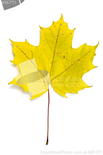 Image of Autumn yellow maple leaf isolated on white