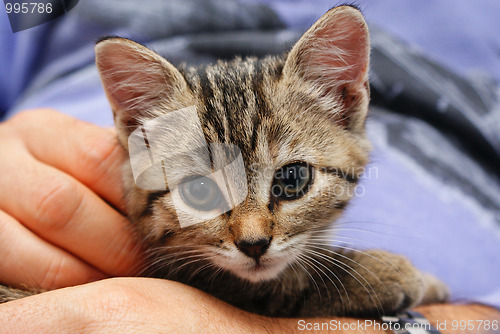 Image of gray tabby