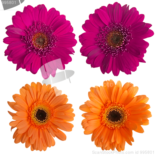 Image of Set of pink and orange gerbera flowers