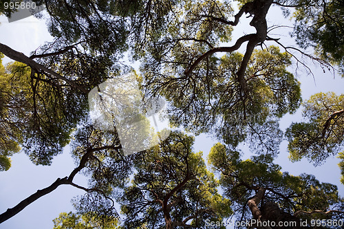 Image of Pine treetops