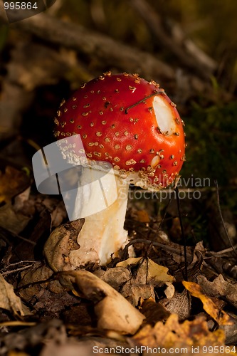 Image of Fly agaric