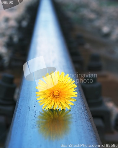 Image of lonely flower