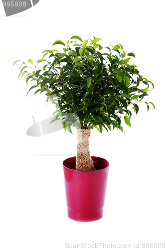 Image of ficus benjamina natasja