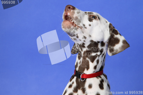 Image of Dalmation