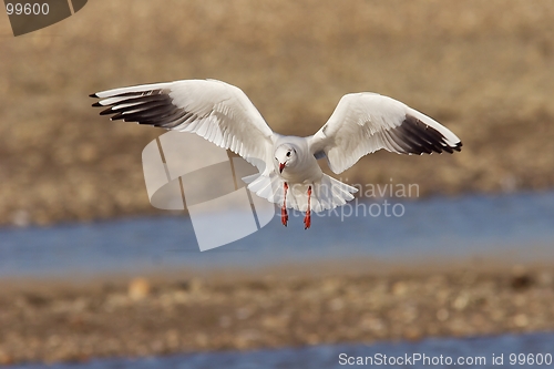 Image of Seagull in flight