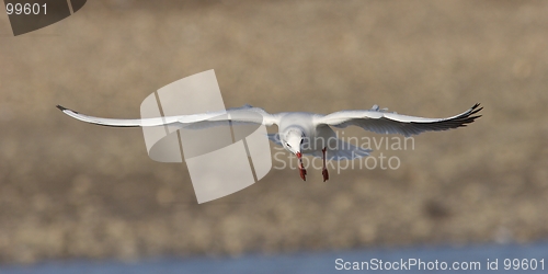 Image of Seagull in flight 2