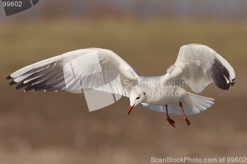 Image of Seagull in flight 3