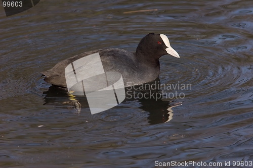 Image of Eurasian coot 2