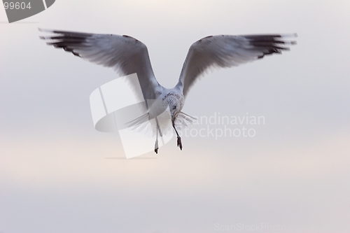 Image of Seagull in flight 4