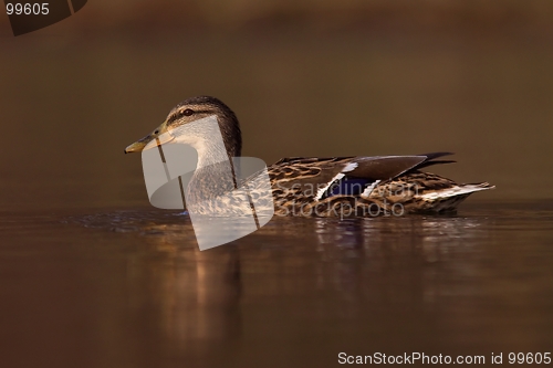 Image of Mallard