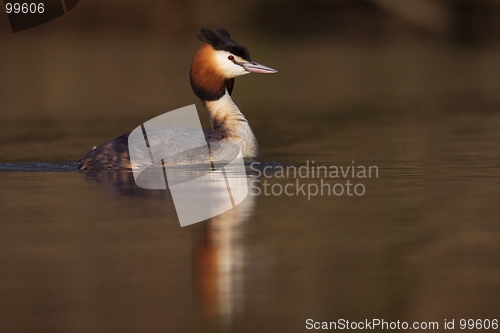 Image of Great crested grebe
