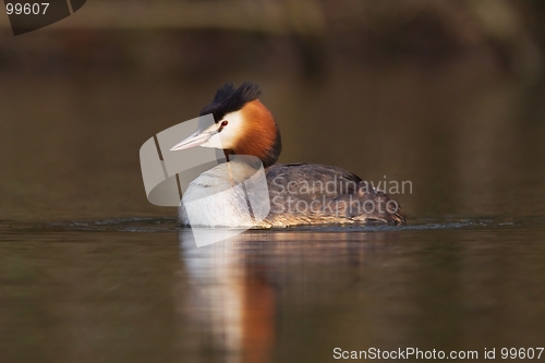 Image of Great crested grebe