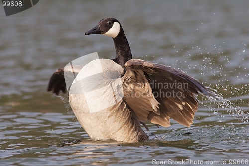 Image of Canadian goose with widened wings