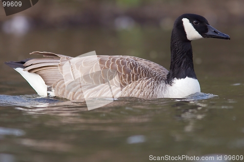 Image of Canadian goose in the water