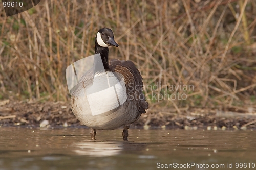 Image of Canadian goose at the shore
