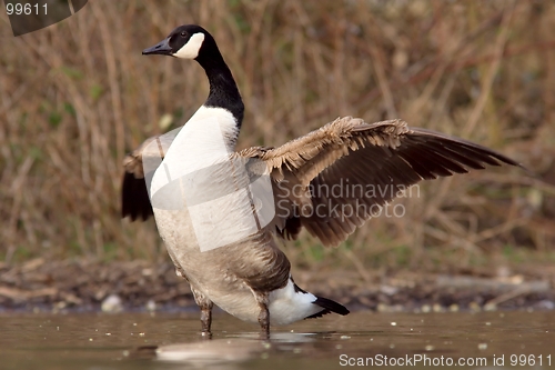 Image of Canadian goose with widened wings