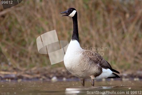 Image of Canadian goose at the shore