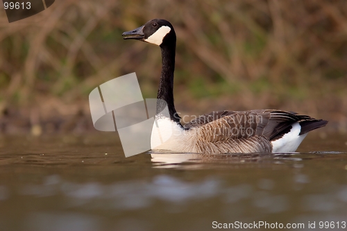 Image of Canadian goose in the water