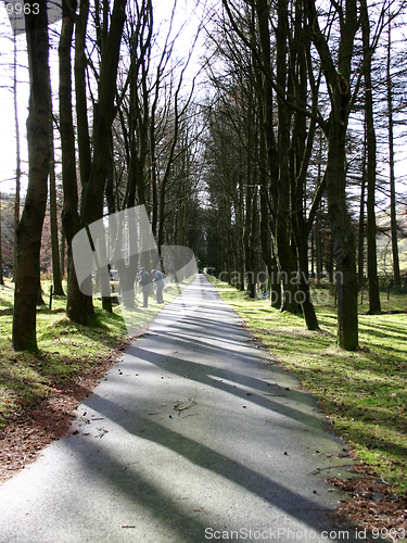 Image of Tree line