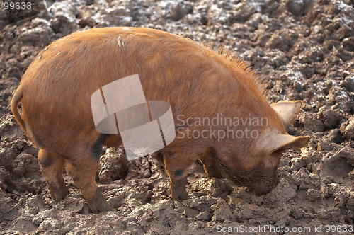 Image of Tamworth pig