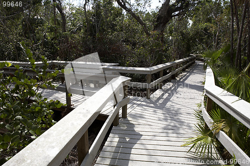 Image of Walkways within mahogany hammock