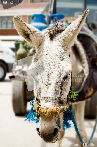 Image of Donkey Closeup